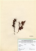 藏品(鱗葉陰石蕨)的圖片